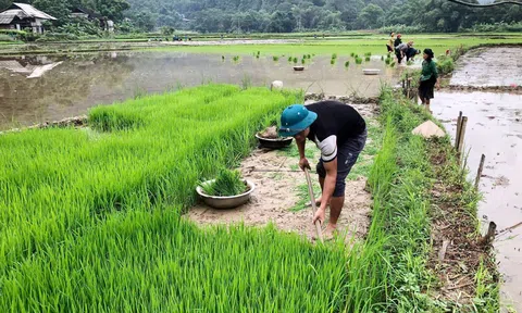 Người dân Minh Ngọc chạy đua thời vụ, kỳ vọng vụ mùa bội thu