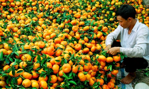 Quýt Bắc Kạn - Sản phẩm OCOP đặc trưng vùng cao Thái Nguyên