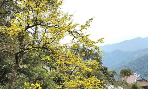 Di sản thiên nhiên linh thiêng và biểu tượng văn hóa Phật giáo Trúc Lâm Yên Tử