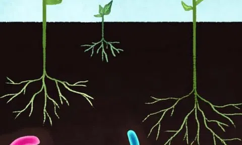 Cách mạng xanh trong nông nghiệp và vai trò của phân vi sinh