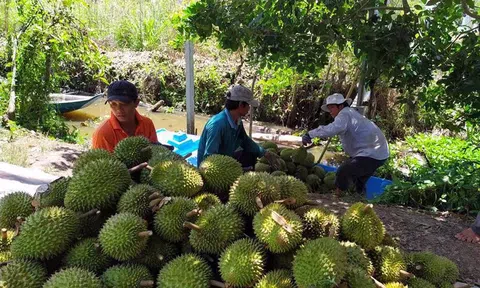 Xuất khẩu nông sản sang Trung Quốc năm 2025 và dự báo tương lai