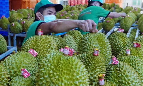 Xuất khẩu sang thị trường EU, Mỹ? Doanh nghiệp cần có FSC® CoC