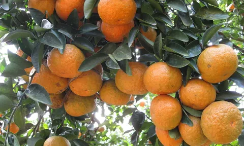 Cam Sành Hà Giang sản phẩm OCOP được thị trường ưa chuộng