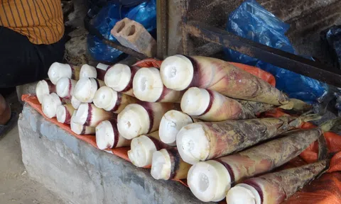 Thưởng thức măng rừng Đà Bắc Dân dã mà đậm đà