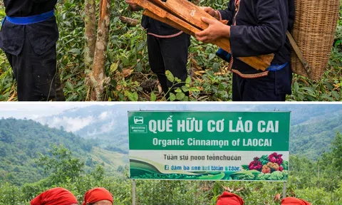 Phát triển cây quế: Tầm nhìn xa của người Dao Lào Cai