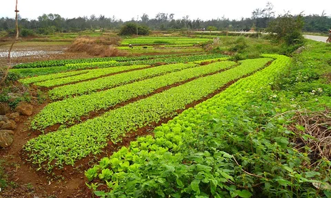 Nông nghiệp xanh trong bảo vệ môi trường và giảm tác động của biến đổi khí hậu