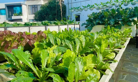 Đánh thức giá trị từ mảnh vườn bị lãng quên