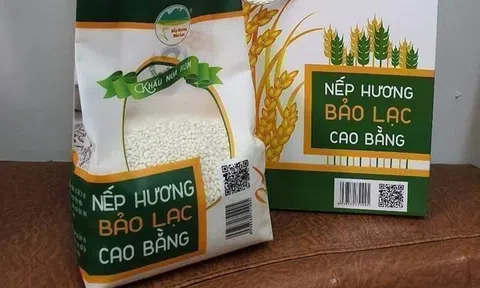 Gạo nếp hương Bảo Lạc đặc sản OCOP Cao Bằng