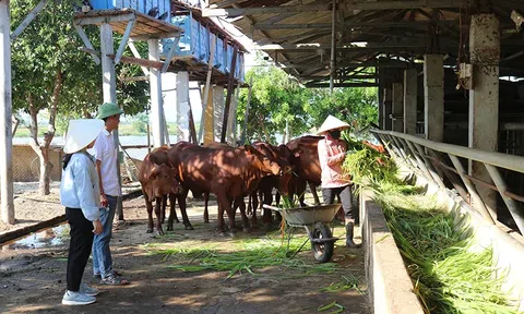 Giảm phát thải khí nhà kính trong sản xuất nông nghiệp: Hướng tới nền nông nghiệp xanh và bền vững