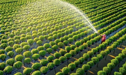 Thực trạng phát triển nông nghiệp xanh ở Việt Nam hiện nay