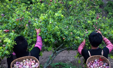 Mận hậu - Loài quả đắt giá của Sơn La