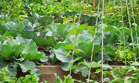 Thực phẩm sạch từ mảnh vườn của mỗi gia đình - Hành trình trở về với giá trị bền vững