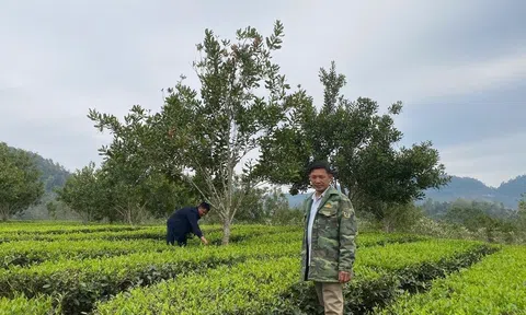 Hoàng Văn Chất – tấm gương vượt khó làm giàu từ đất dốc Sơn La