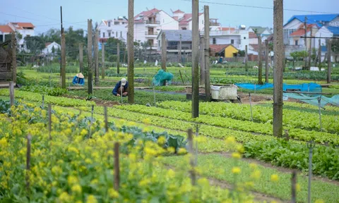 Tầm quan trọng của nông nghiệp xanh trong bảo vệ sức khỏe con người và đa dạng sinh học