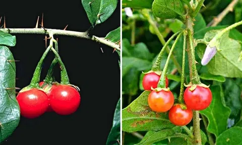 Phát triển dược liệu xanh - Hướng đi vững chắc cho y học và kinh tế Việt Nam