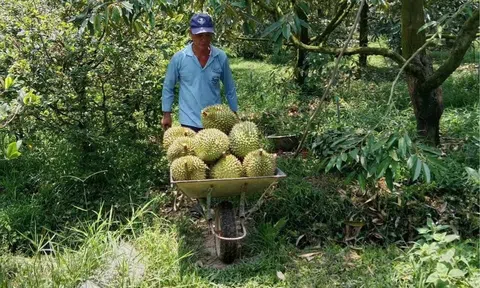 Sầu riêng mất giá nông dân lao đao giữa vòng xoáy cung - cầu
