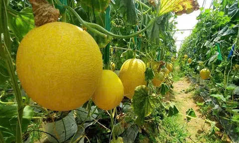 Thế nào là giả mạo xanh trong phát triển kinh tế