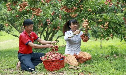 Ngô Văn Hùng (Bắc Ninh) - người đưa vải thiều Việt Nam vươn ra thế giới