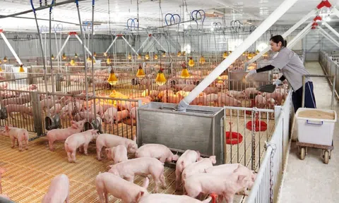 Bắc Ninh định hình ngành chăn nuôi hiện đại đến năm 2030: Từ tái cấu trúc đến chuỗi giá trị bền vững