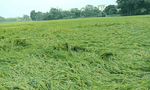 Bắc Ninh chi gần 296,4 tỷ đồng hỗ trợ khắc phục thiệt hại nông nghiệp do thiên tai