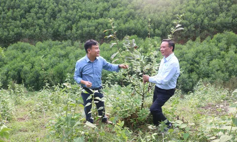 Đánh giá mô hình lâm nghiệp tại Bắc Ninh: Tín hiệu tích cực từ giống mới và hướng đi thâm canh