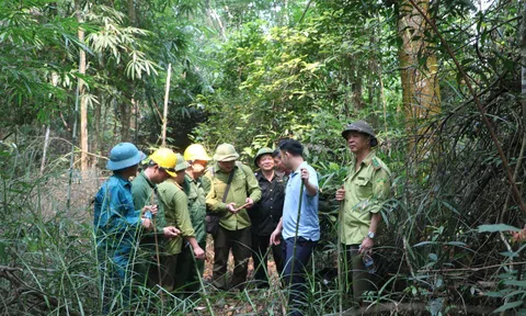 Xã Tuấn Đạo (Bắc Ninh): Biến tài nguyên rừng thành "sinh kế xanh" bền vững