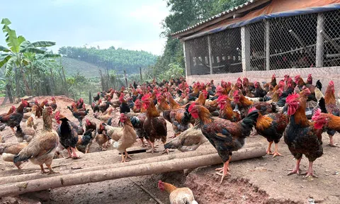 Hiệu quả từ mô hình chăn nuôi gà thả đồi: Hướng đi bền vững ở Yên Định
