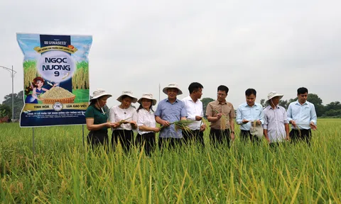 Giống lúa Ngọc Nương 9 cho hiệu quả kinh tế cao tại Bắc Ninh