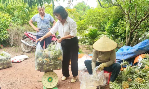 Hành trình “đổi đời” của cây dứa Hương Sơn