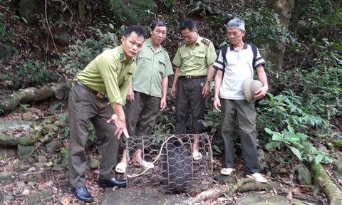 Hạt Kiểm lâm liên xã Yên Thế phối hợp đưa cá thể Khỉ trở lại môi trường sống phù hợp tại Khe Rỗ