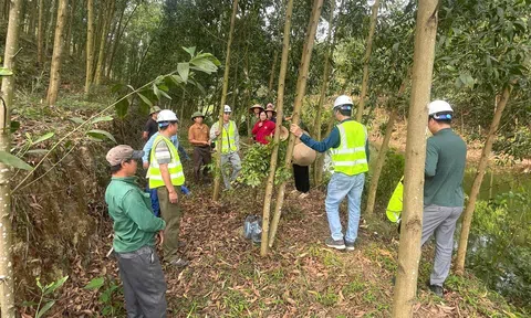 Bắc Ninh: Chứng chỉ rừng FSC mở hướng đi mới cho kinh tế lâm nghiệp ở Tam Tiến