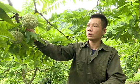 Na Chi Lăng vào vụ: Kỳ vọng mùa quả ngọt trên vùng núi đá xứ Lạng