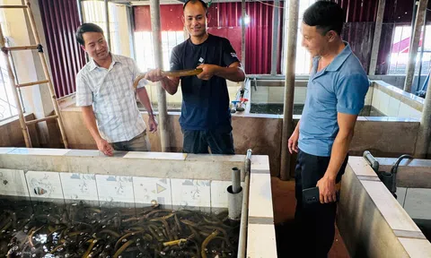 Nông nghiệp đô thị Bắc Ninh: Khi những khoảng không cũng có thể tạo ra giá trị