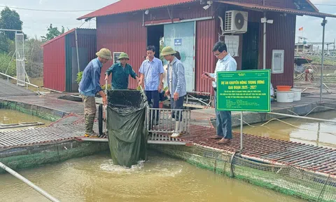 Cá ngạnh lồng bè trên sông: Bắc Ninh thử sức với một hướng nuôi mới