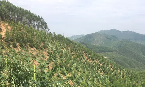Bắc Ninh tăng cường quản lý, bảo vệ rừng và đất lâm nghiệp