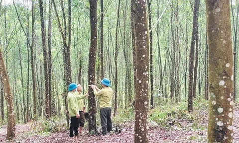Bắc Ninh đẩy mạnh phát triển rừng gỗ lớn, nâng cao giá trị lâm nghiệp