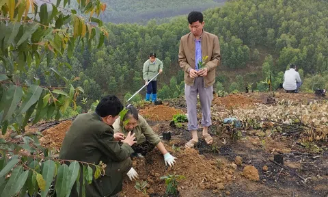 Kinh tế rừng Xuân Lương: Từ giữ màu xanh đến nâng giá trị từng hecta rừng