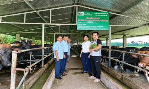 Từ chuồng bò đến cánh đồng: Bắc Ninh thử sức với mô hình chăn nuôi tuần hoàn