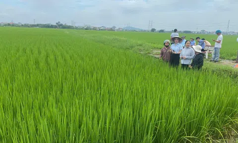 Ngọc Nương 9: Thêm một lựa chọn cho cánh đồng Bắc Ninh