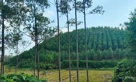 Đồng Kỳ (TP Bắc Ninh): Từ giữ rừng đến kiến tạo giá trị kinh tế xanh