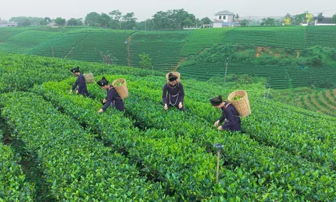 World Master Tea Vietnam 2026: Điểm nhấn tại Festival Trà Quốc tế - Thái Nguyên