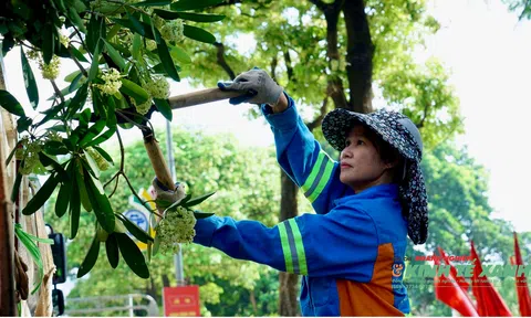 Giữa mùa hoa sữa, theo chân công nhân tỉa cây