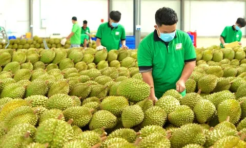 Gần 2.600 sản phẩm nông sản xuất sang Trung Quốc phải có thư xác nhận