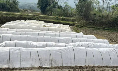"mặc áo" chống rét cho cây trồng vụ Xuân