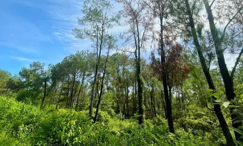 Thành phố Huế đẩy mạnh sản xuất trồng rừng gỗ lớn giai đoạn 2026 - 2030