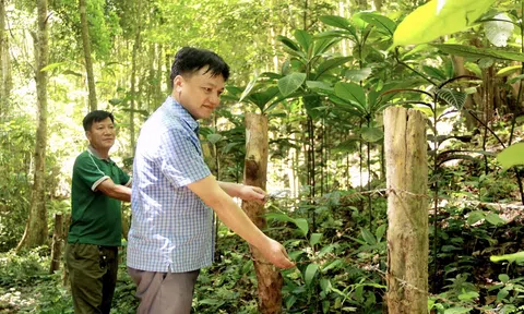 Chương trình Mục tiêu Quốc gia phát huy tối đa hiệu quả dưới những tán rừng xứ Nghệ