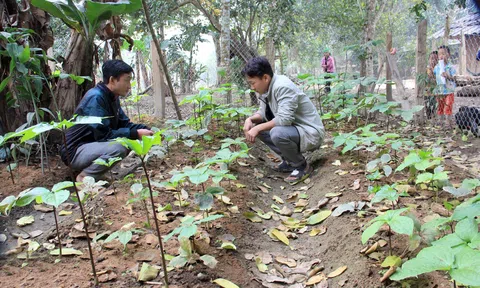 Trồng cây dược liệu có giá trị kinh tế cao dưới tán rừng - hướng thoát nghèo bền vững cho bà con dân tộc xứ Nghệ