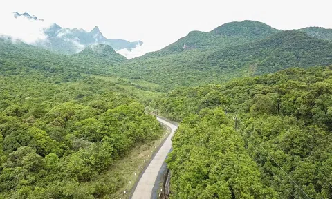 Tỉnh Quảng Trị ban hành kế hoạch trồng rừng thay thế năm 2026