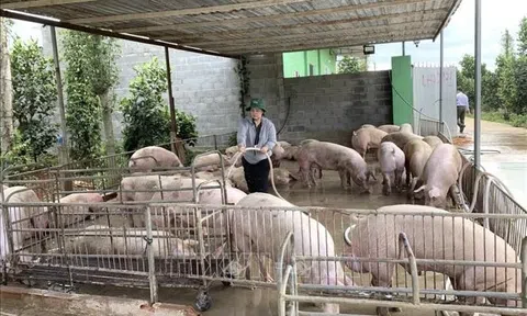 Thành phố Huế tăng cường các biện pháp phòng, chống bệnh Dịch tả lợn Châu Phi