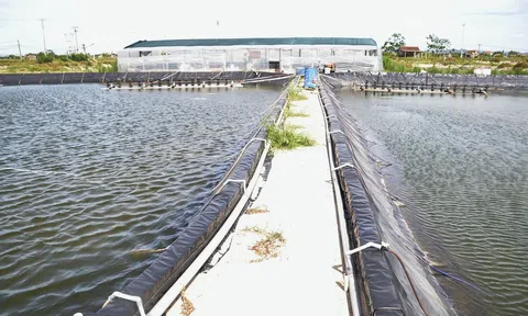 Tỉnh Nghệ An sắp sửa được WB tài trợ 500 tỷ đồng cho dự án phát triển thuỷ sản bền vững